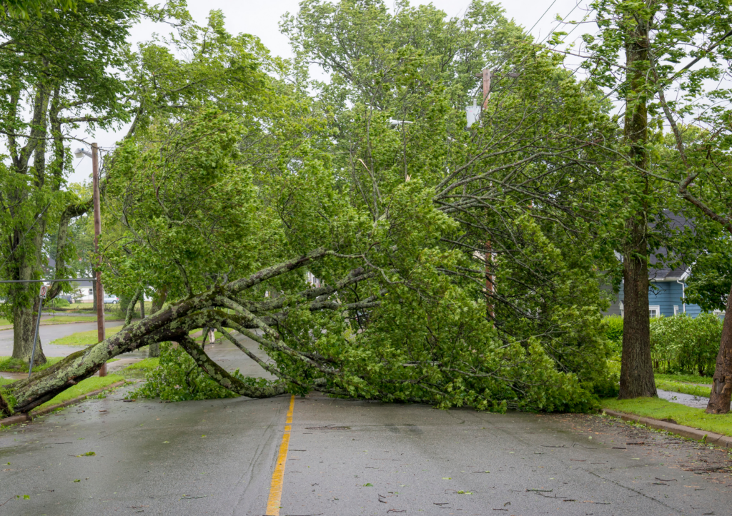 What Happens If My Neighbor’s Tree Falls in My Yard? - Emerling Floss ...